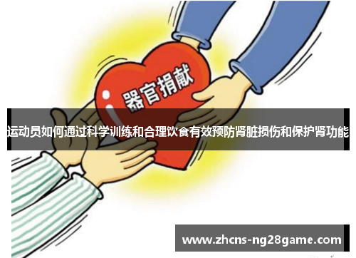 运动员如何通过科学训练和合理饮食有效预防肾脏损伤和保护肾功能